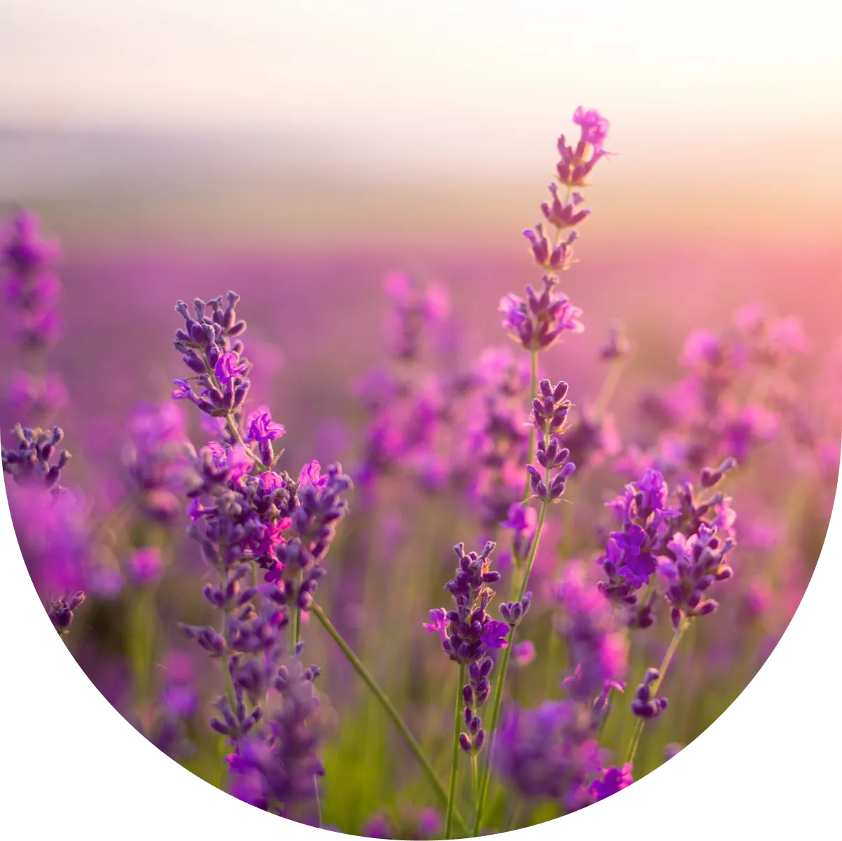 A field of purple flowers in the sun.
