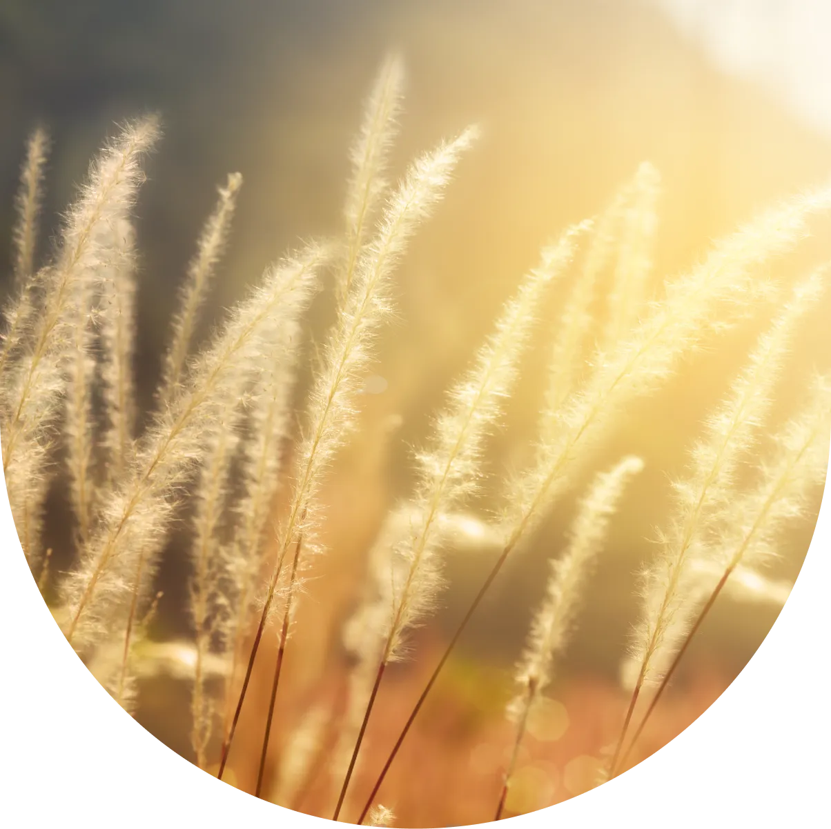 A close up of some grass in the sun