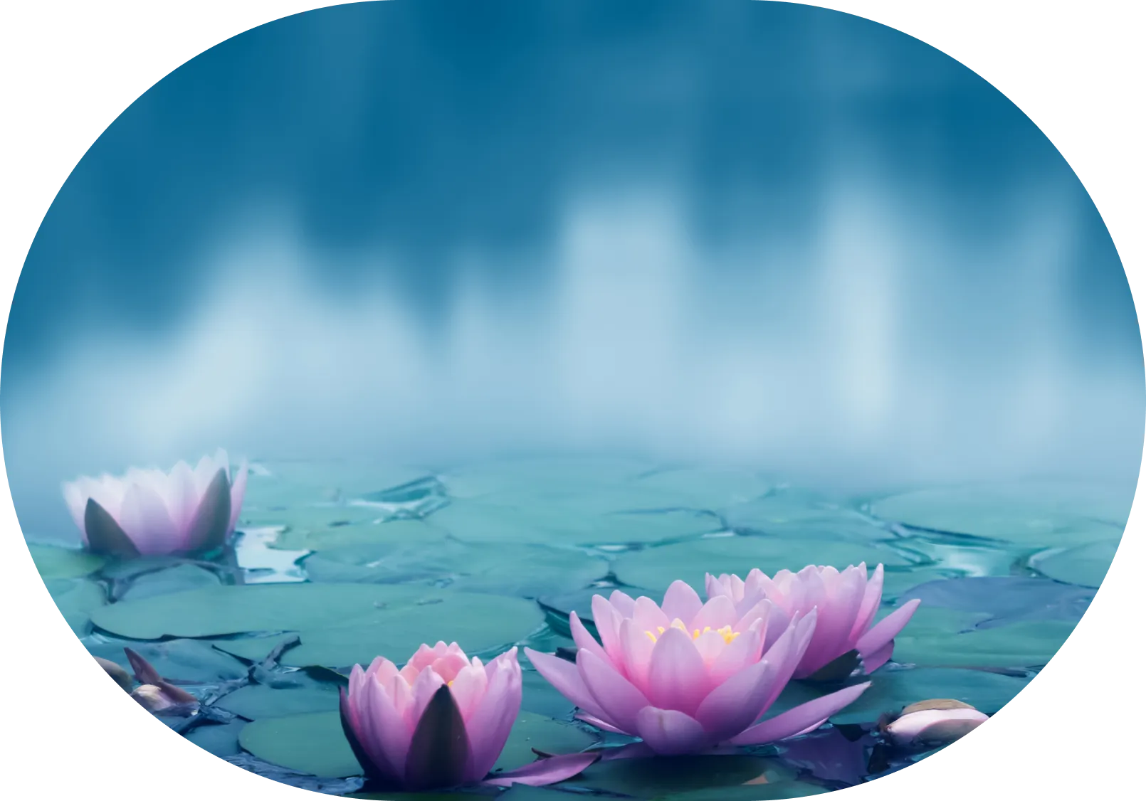 A group of water lilies floating on top of a lake.