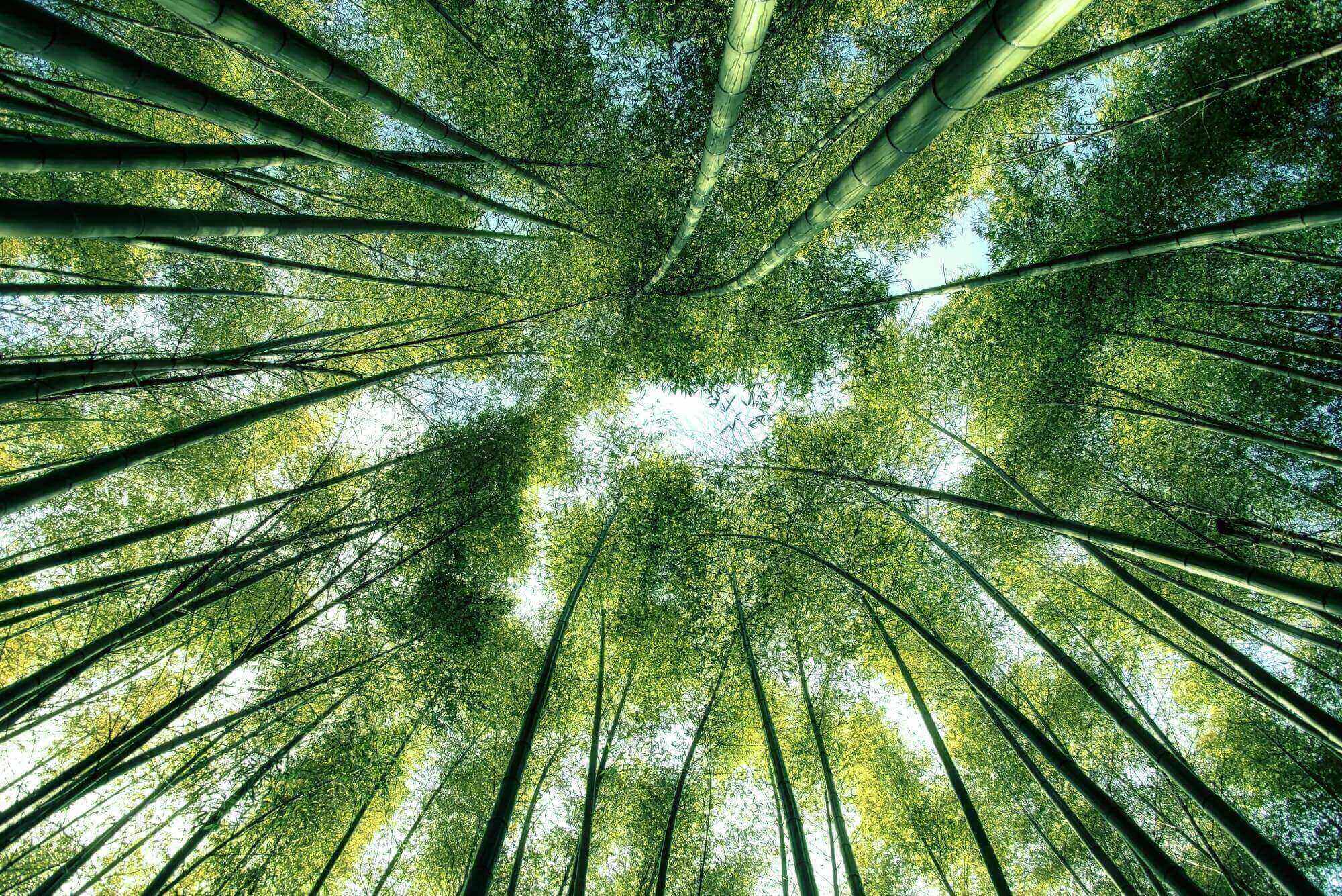 A view of the sky from below looking up at trees.
