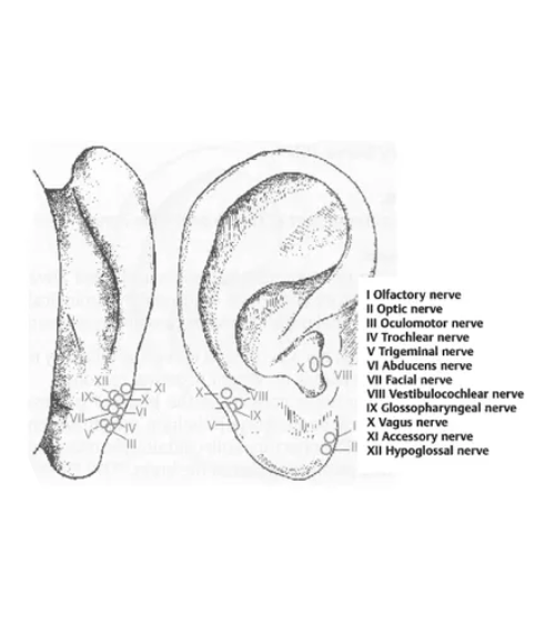 A drawing of two different types of ear.