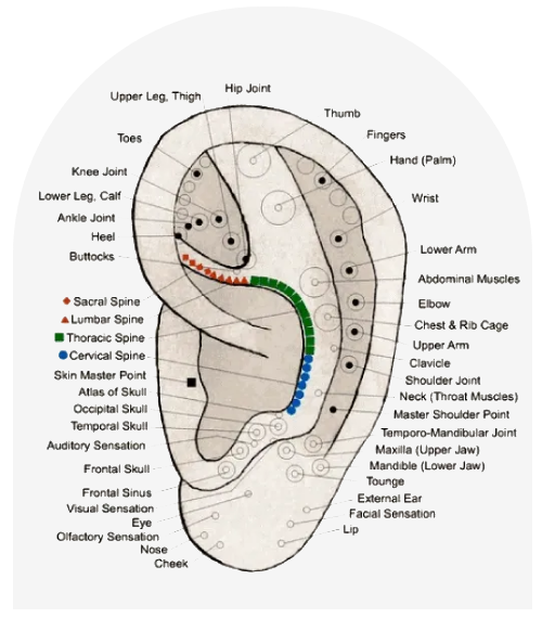 A diagram of the ear with different parts labeled.