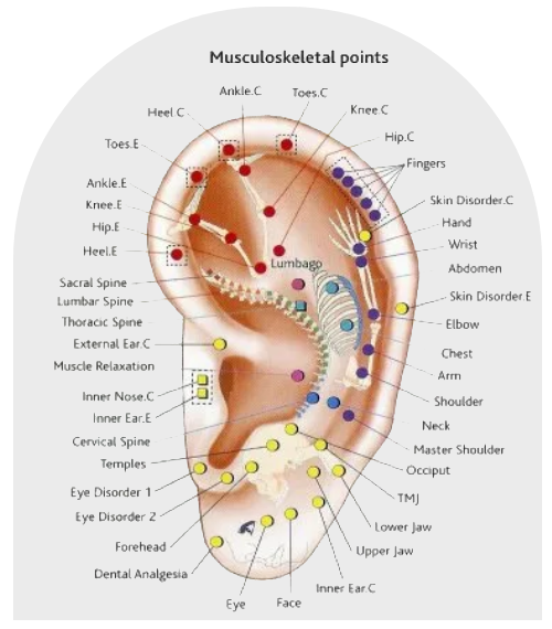 A diagram of the ear with many different points on it.