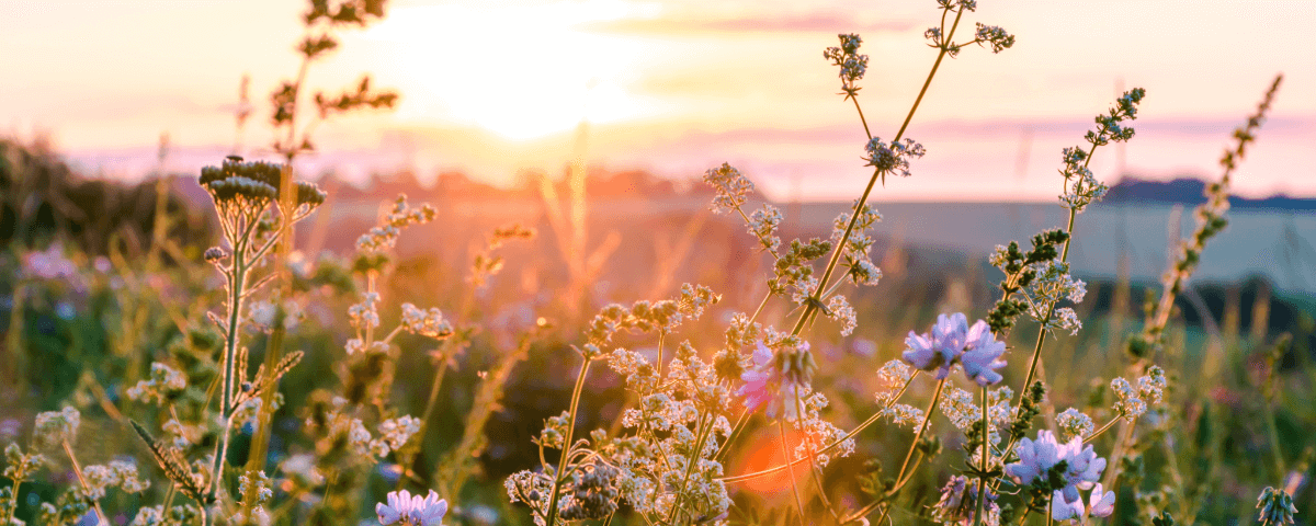 Wildflowers in a meadow at sunset.